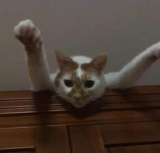 主人满屋子找不到猫咪 却感觉头顶有双眼睛盯着自己 抬头一看笑喷!