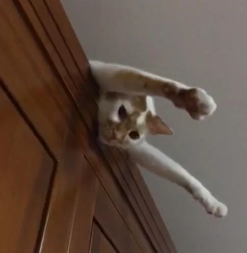 主人满屋子找不到猫咪 却感觉头顶有双眼睛盯着自己 抬头一看笑喷!