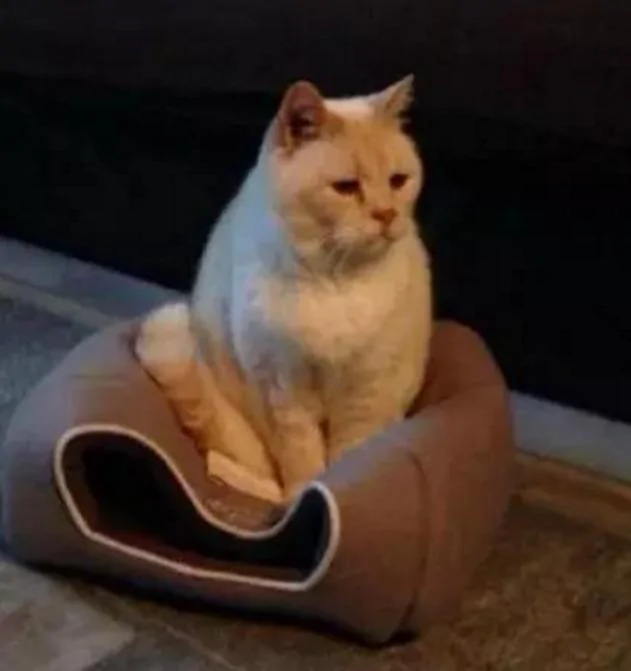 黑猫向主人告状 揭发橘猫的恶行 结果把主人笑趴!