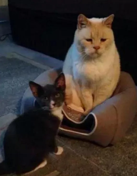 黑猫向主人告状 揭发橘猫的恶行 结果把主人笑趴!
