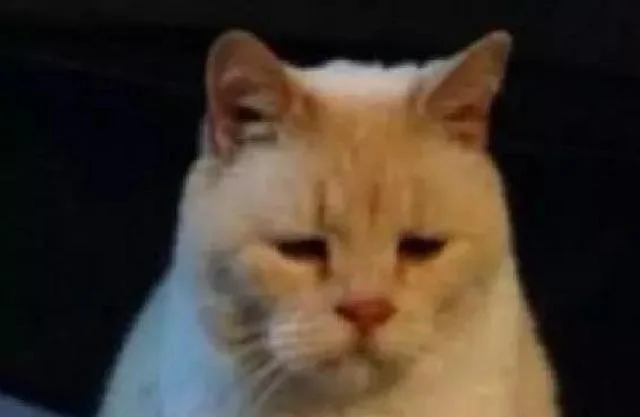 黑猫向主人告状 揭发橘猫的恶行 结果把主人笑趴!