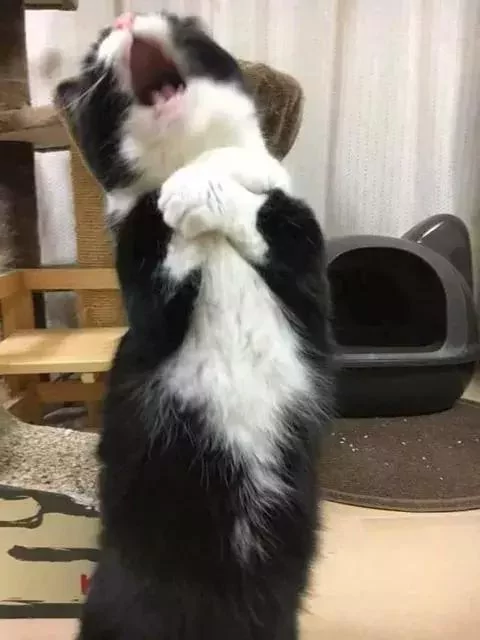 猫咪偷吃罐罐被主人发现后 这演技可以拿喵界奥斯卡了!