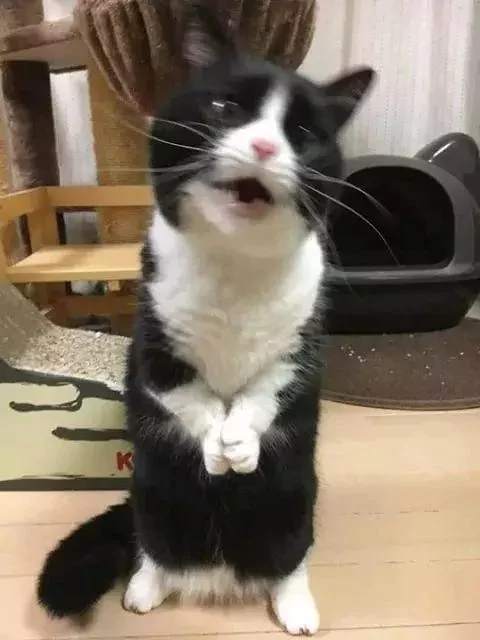猫咪偷吃罐罐被主人发现后 这演技可以拿喵界奥斯卡了!