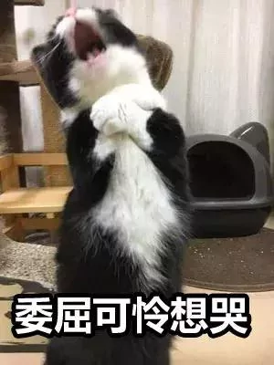猫咪偷吃罐罐被主人发现后 这演技可以拿喵界奥斯卡了!