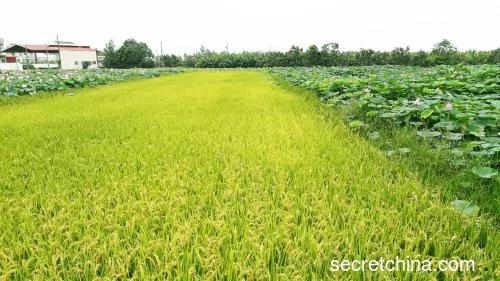 令人费解!“小满”的真意是什么?