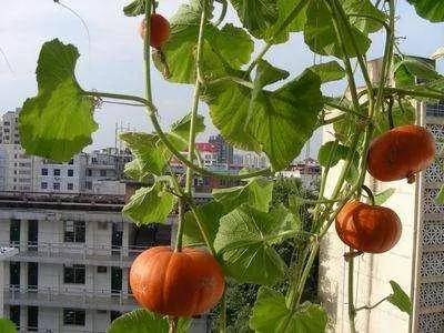 阳台盆栽蔬菜很简单 就种这几种 绿油油萌萌哒 吃不完的有机菜