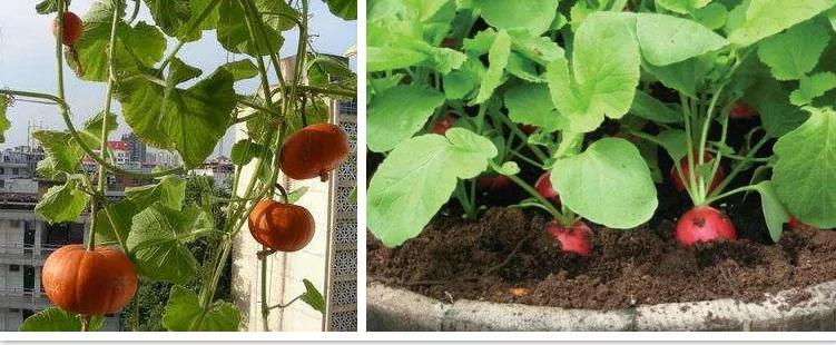 阳台盆栽蔬菜很简单 就种这几种 绿油油萌萌哒 吃不完的有机菜