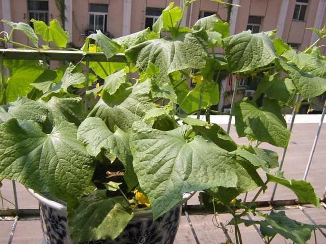 阳台盆栽蔬菜很简单 就种这几种 绿油油萌萌哒 吃不完的有机菜