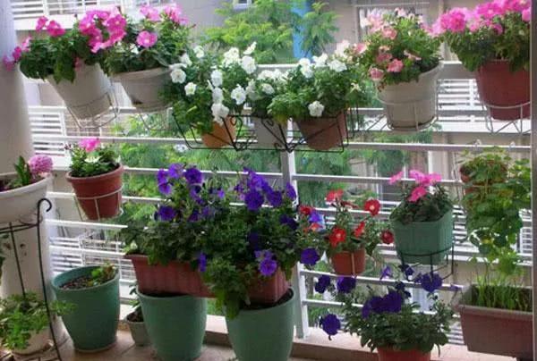 阳台盆栽蔬菜很简单 就种这几种 绿油油萌萌哒 吃不完的有机菜
