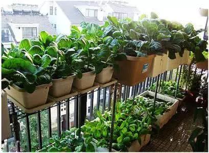 阳台盆栽蔬菜很简单 就种这几种 绿油油萌萌哒 吃不完的有机菜