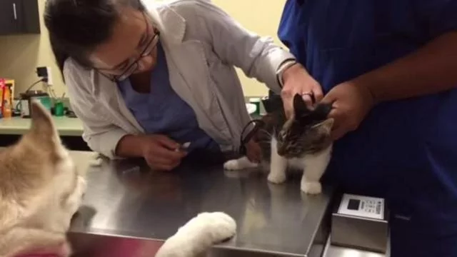 猫咪打针怕痛 二哈竟在一旁安慰 暖炸了!