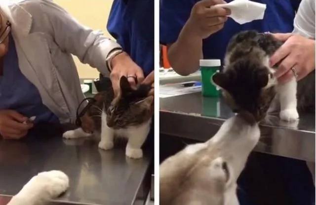 猫咪打针怕痛 二哈竟在一旁安慰 暖炸了!