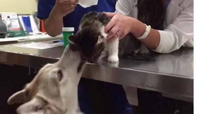 猫咪打针怕痛 二哈竟在一旁安慰 暖炸了!