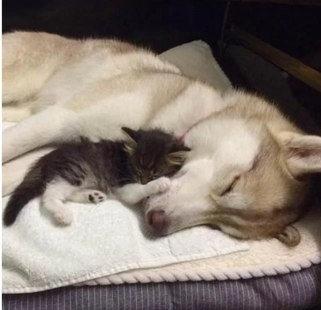 猫咪打针怕痛 二哈竟在一旁安慰 暖炸了!