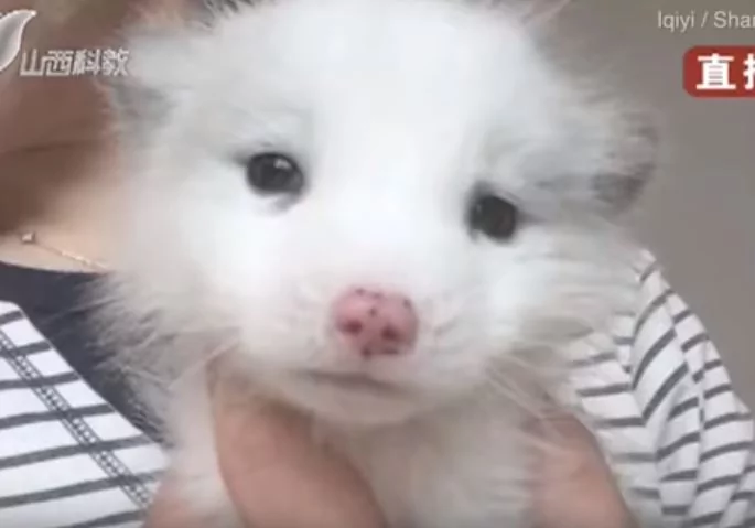 狐狸犬养了半年“都不吃饲料”?越长越奇怪“发现根本不是狗”!