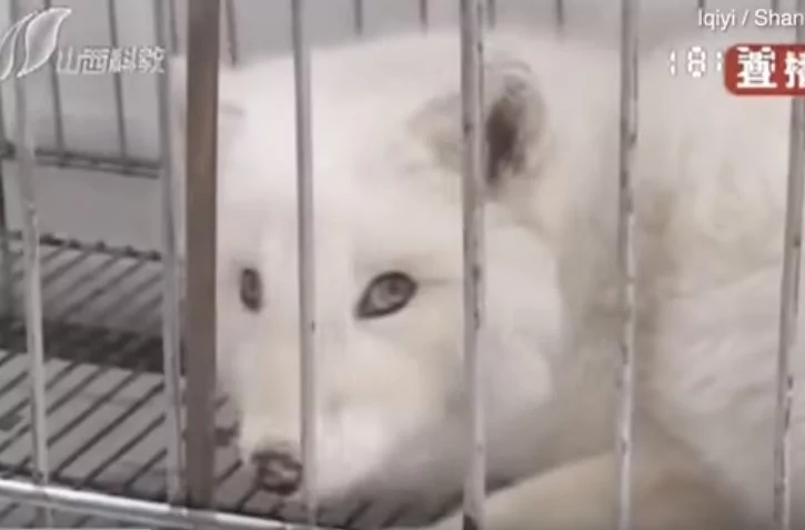 狐狸犬养了半年“都不吃饲料”?越长越奇怪“发现根本不是狗”!