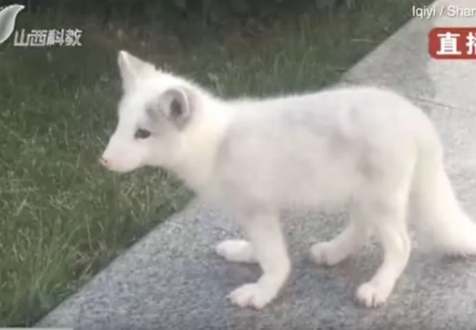 狐狸犬养了半年“都不吃饲料”?越长越奇怪“发现根本不是狗”!