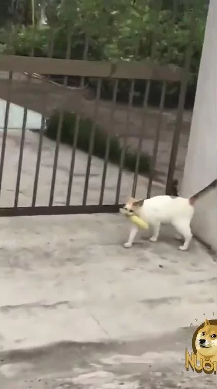 这只猫咪行径很可疑 那根一定有什么吸引力!