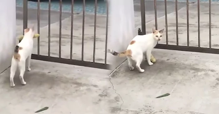 这只猫咪行径很可疑 那根一定有什么吸引力!