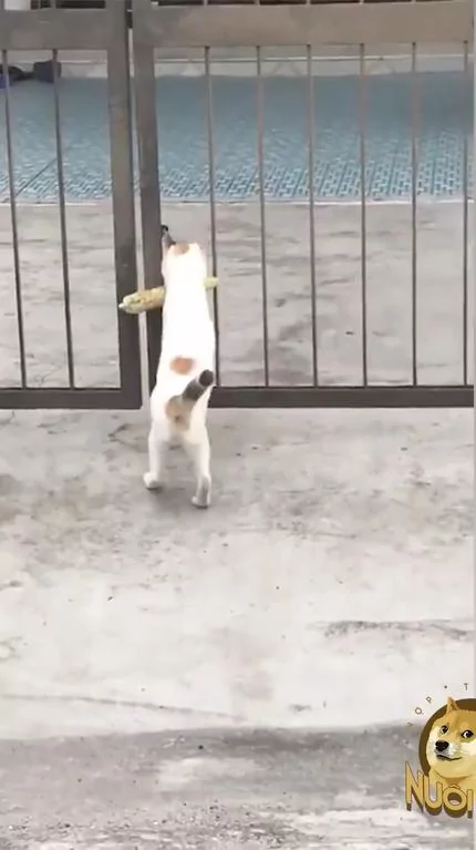这只猫咪行径很可疑 那根一定有什么吸引力!