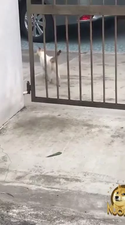 这只猫咪行径很可疑 那根一定有什么吸引力!