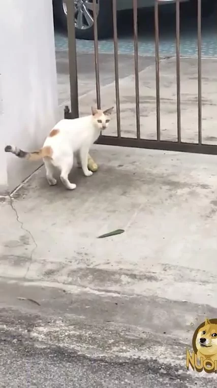 这只猫咪行径很可疑 那根一定有什么吸引力!