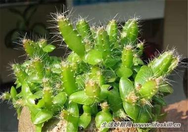 5种可爱的小盆栽 用吃剩下的种子种出来!再也不用买了~