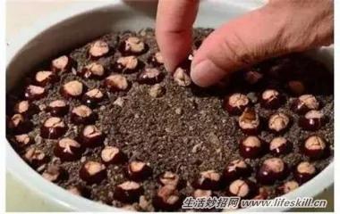 5种可爱的小盆栽 用吃剩下的种子种出来!再也不用买了~
