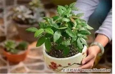5种可爱的小盆栽 用吃剩下的种子种出来!再也不用买了~