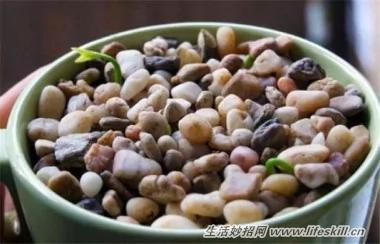 5种可爱的小盆栽 用吃剩下的种子种出来!再也不用买了~