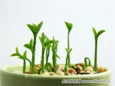 5种可爱的小盆栽 用吃剩下的种子种出来!再也不用买了~