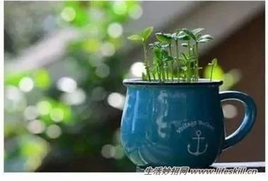5种可爱的小盆栽 用吃剩下的种子种出来!再也不用买了~