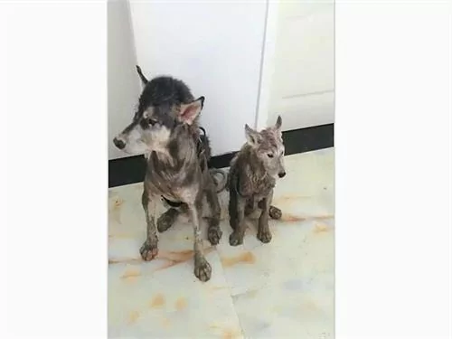 二哈跟主人怄气 一怒之下冒雨带娃离家出走 回家后气的主人想哭!