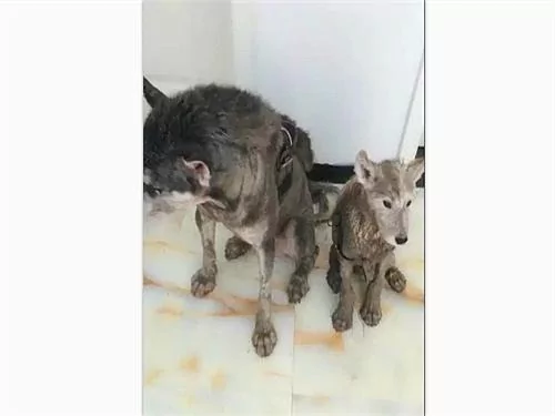 二哈跟主人怄气 一怒之下冒雨带娃离家出走 回家后气的主人想哭!