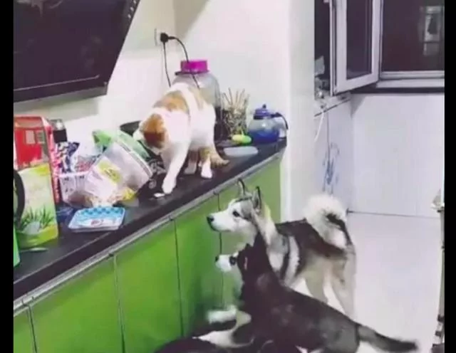 网友半夜听到厨房有声 没想到是猫在偷偷喂哈士奇食物 厉害了!