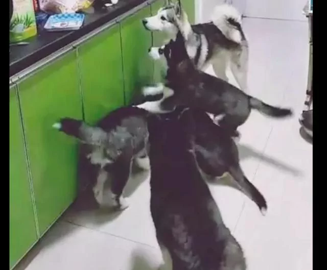 网友半夜听到厨房有声 没想到是猫在偷偷喂哈士奇食物 厉害了!