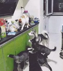 网友半夜听到厨房有声 没想到是猫在偷偷喂哈士奇食物 厉害了!
