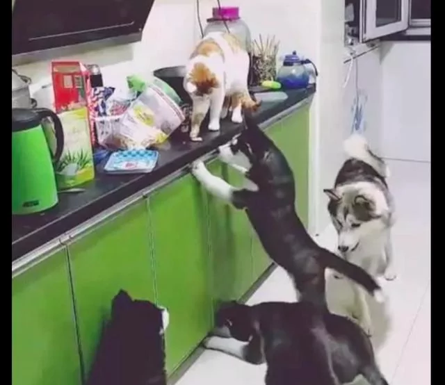 网友半夜听到厨房有声 没想到是猫在偷偷喂哈士奇食物 厉害了!