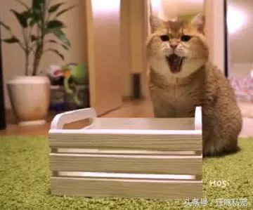 主人给胖猫买了张床 可惜只能放3只脚 猫:你想气死我吗?