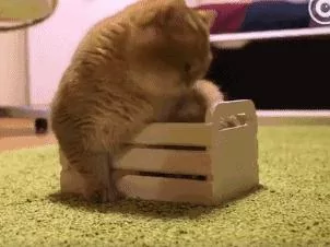 主人给胖猫买了张床 可惜只能放3只脚 猫:你想气死我吗?