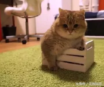 主人给胖猫买了张床 可惜只能放3只脚 猫:你想气死我吗?