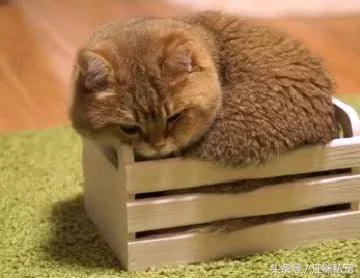 主人给胖猫买了张床 可惜只能放3只脚 猫:你想气死我吗?