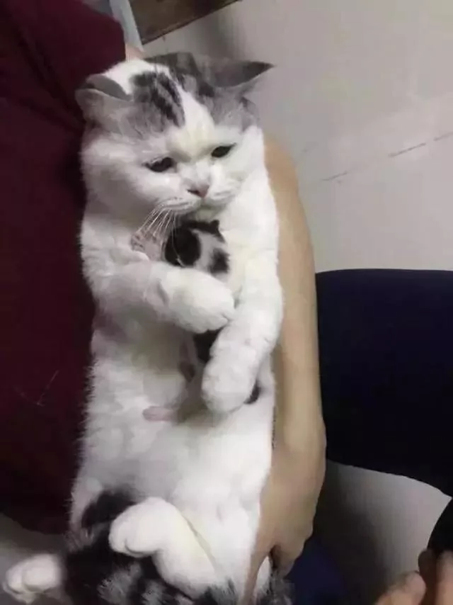 大猫咪死死的搂着小奶猫不撒手 喵:这是我的宝宝 你不许抱走!