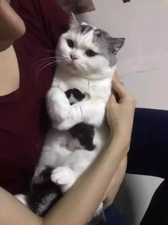 大猫咪死死的搂着小奶猫不撒手 喵:这是我的宝宝 你不许抱走!