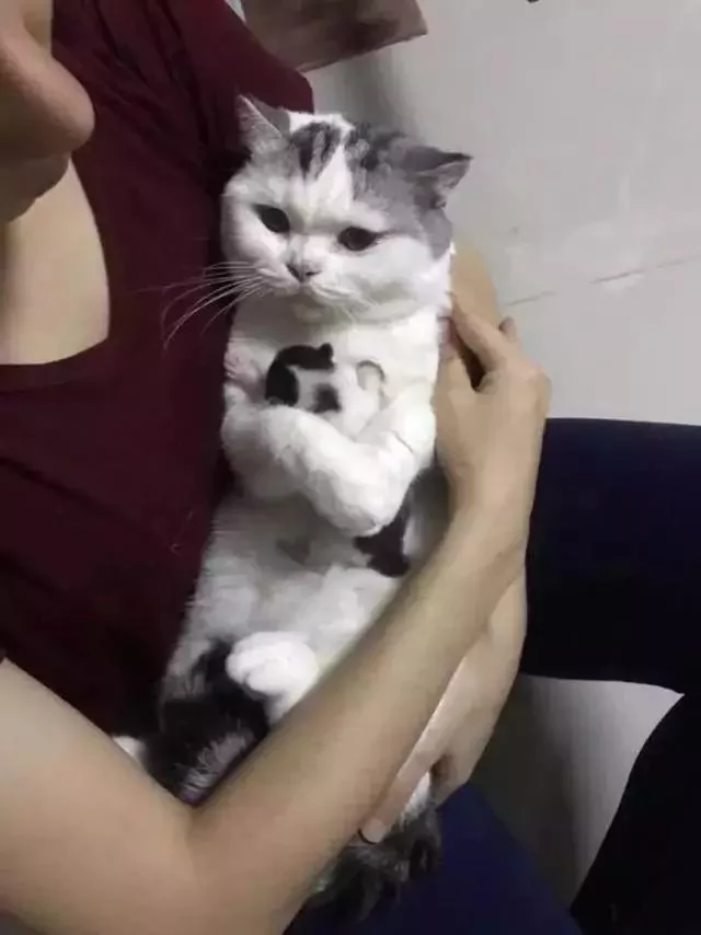 大猫咪死死的搂着小奶猫不撒手 喵:这是我的宝宝 你不许抱走!