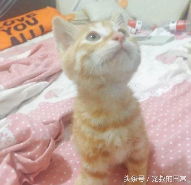 小橘喵把金金当妈妈!每天睡前吸 金金无奈:人家还是少女!