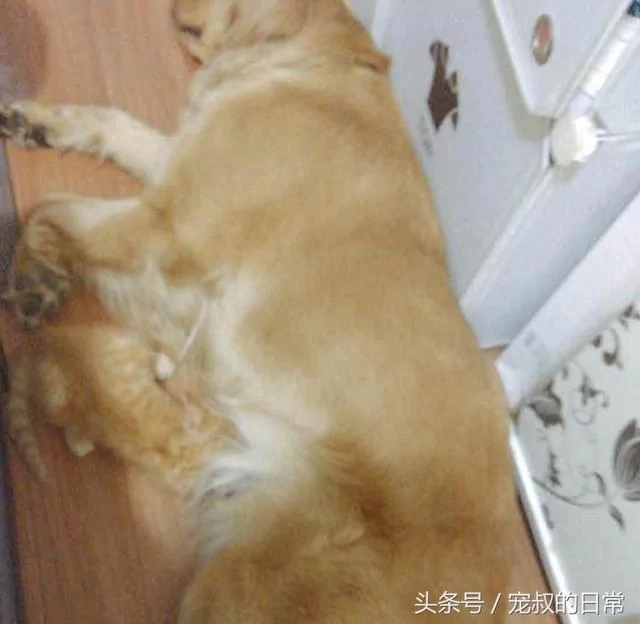 小橘喵把金金当妈妈!每天睡前吸 金金无奈:人家还是少女!