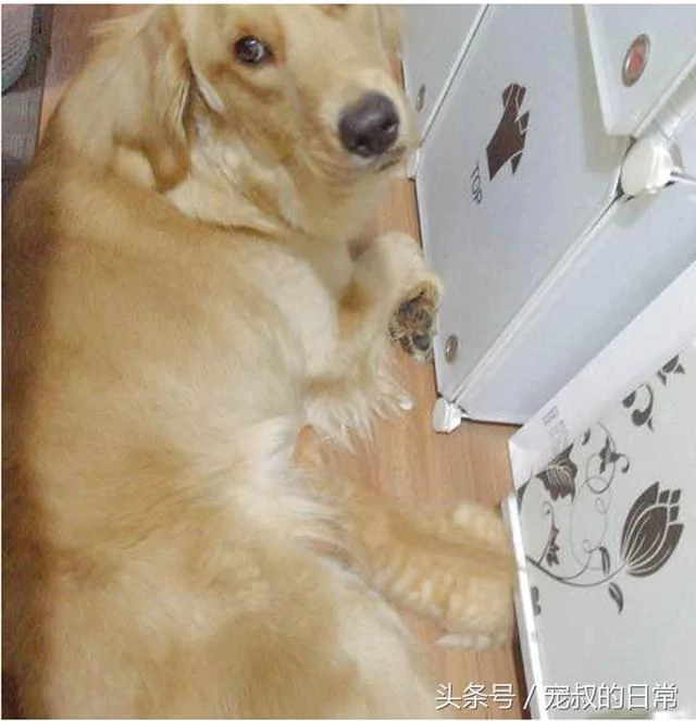 小橘喵把金金当妈妈!每天睡前吸 金金无奈:人家还是少女!