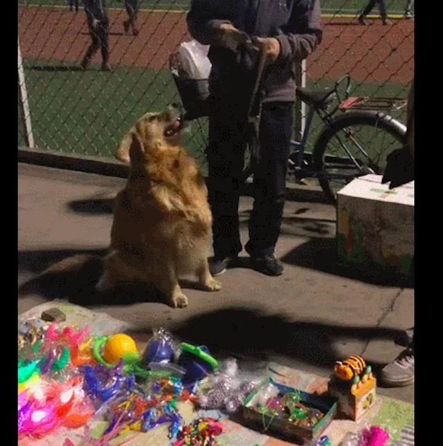 金毛路过一个卖玩具的摊子 赖在地上:不给我买就不走了!