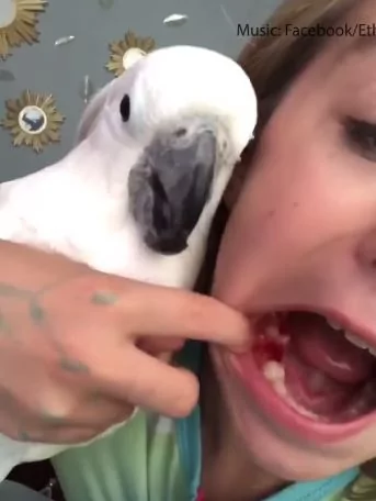 小女孩开玩笑 叫白鹦鹉帮自己拔牙 下一秒惊喜大叫：它真的拔出来了！